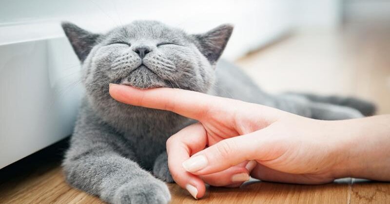 Mơ thấy mèo đen: Hung hay Cát? Giải mã chi tiết các trường hợp